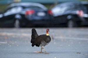 Australian Brush-turkey (Alectura lathami) adult, walking in carpark, Noosa, Queensland, Australia