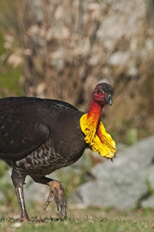Australian Brush-turkey (Alectura lathami) adult, foraging, scratching ground with feet, Noosa, Queensland, Australia