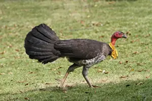 Australian Brush-turkey (Alectura lathami) adult male, walking on grass, Atherton Tableland, Great Dividing Range