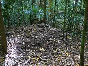 Nest Prints: Australian Brush-turkey (Alectura lathami) nest mound in forest
