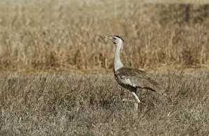 Plateau Prints: Australian Bustard (Ardeotis australis) adult female