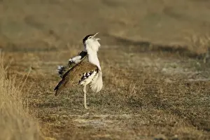 Australian Bustard (Ardeotis australis) adult male, calling during courtship display in early morning