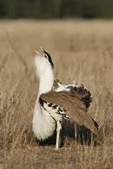 Australian Bustard (Ardeotis australis) adult male, calling during courtship display in early morning