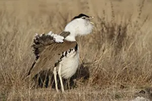 Australian Bustard (Ardeotis australis) adult male, calling during courtship display in early morning