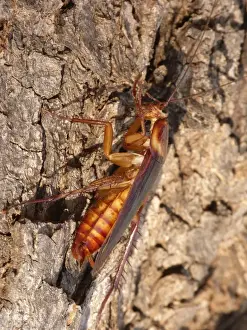 Groom Prints: Australian Cockroach (Periplaneta australasiae) adult