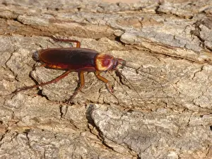 Australian Cockroach (Periplaneta australasiae) adult, basking on bark in early morning sunshine, Western Australia