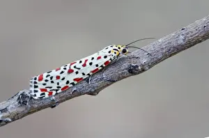 Australian Crimson Footman (Utethesia lotrix) adult, resting on twig, Uluru-Kata Tjuta N. P
