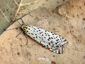 Fallen Prints: Australian Crimson Footman (Utethesia lotrix) adult