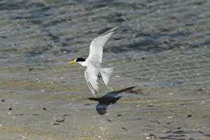 Shallows Prints: Australian Fairy Tern (Sterna nereis nereis) adult