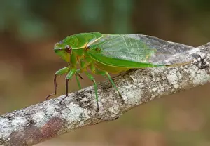 Plateau Prints: Australian Green Grocer Cicada (Cyclochila australasiae) Green Monday form