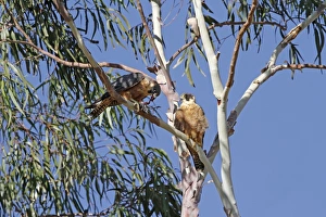 Killed Prints: Australian Hobby (Falco longipennis) adult pair