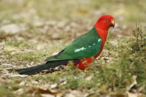 Australian King Parrot (Alisterus scapularis) adult male, foraging on ground, Lamington N. P