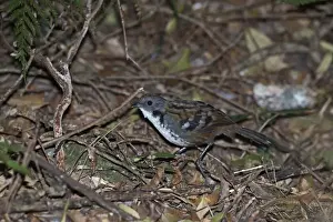 Australian Logrunner (Orthonyx temminckii) adult male, standing on forest floor, Lamington N. P. Queensland, Australia