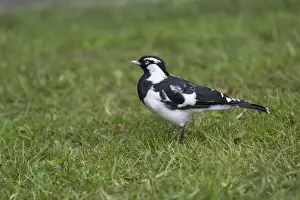 Australian Magpie-lark (Grallina cyanoleuca) adult, standing on grass, Melbourne, Victoria, Australia, February