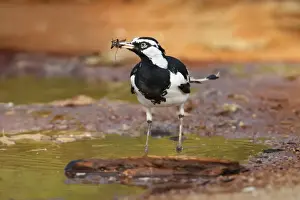 Australian Magpie-lark (Grallina cyanoleuca) adult male, feeding, with insect in beak, standing in puddle