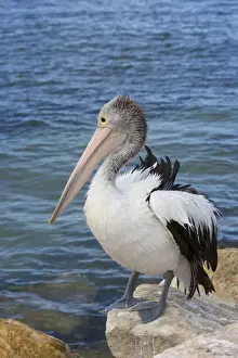 Australian Pelican (Pelecanus conspicillatus) adult, non-breeding plumage, standing on rock at edge of water
