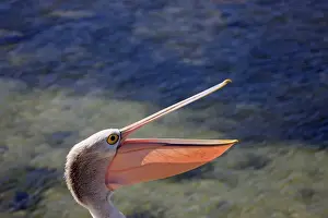 Australian Pelican (Pelecanus conspicillatus) adult, close-up of head, with beak open, Kingscote, Kangaroo Island, South Australia