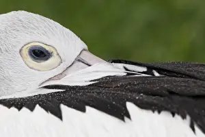 Australian Pelican (Pelecanus conspicillatus) adult, close-up of head with beak tucked under wing, roosting (captive)