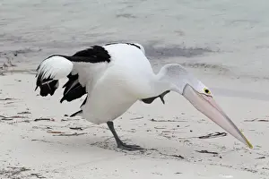 Australian Pelican (Pelecanus conspicillatus) adult, scratching, standing on beach, Western Australia, Australia