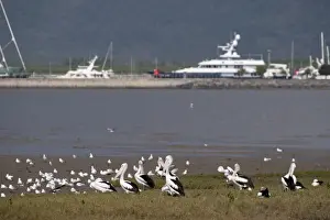 Australian Pelican (Pelecanus conspicillatus) flock, with seagulls in coastal habitat, boats moored in background, Cairns Esplanade, Cairns, Queensland, Australia
