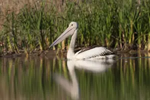 Pelican Prints: Australian Pelican (Pelecanus conspicillatus) juvenile, swimming, Queensland, Australia