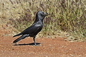 Corvids Prints: Australian Raven (Corvus coronoides) adult