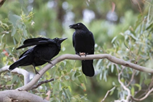 Begging Prints: Australian Raven (Corvus coronoides) adult with young