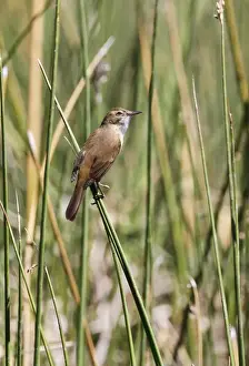 Warblers Prints: Australian Reed-warbler (Acrocephalus australis) adult