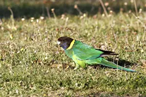 Parrot Prints: Australian Ringneck (Barnardius zonarius) adult male