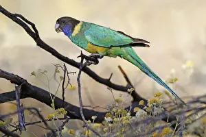 Parrot Prints: Australian Ringneck (Barnardius zonarius zonarius) Port Lincoln subspecies