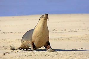 Australia Prints: Australian Sealion (Neophoca cinerea) adult