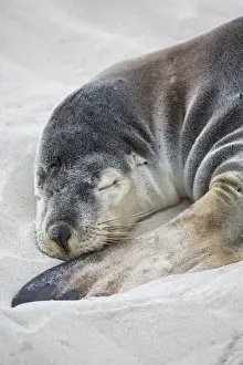 Australian Sealion (Neophoca cinerea) adult female, close-up of head and front flipper, sleeping on sandy beach