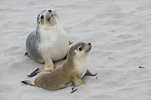 Parent Prints: Australian Sealion (Neophoca cinerea) adult female and pup