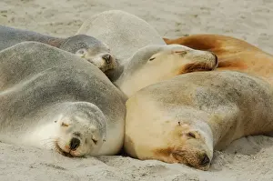 Australia Prints: Australian Sealion (Neophoca cinerea) adult females
