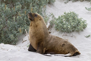 Pinniped Prints: Australian Sealion (Neophoca cinerea) adult male