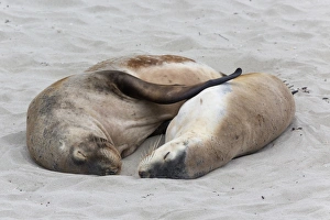 Sleeping Prints: Australian Sealion (Neophoca cinerea) adult pair