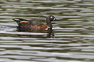 Australian Shelduck (Tadorna tadornoides) adult female, swimming on lake in parkland, Perth, Western Australia
