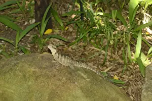 Australian Water Dragon (Physignathus lesueurii) adult, resting on rock, Queensland, Australia, December