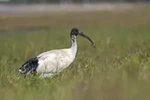 Australian White Ibis (Threskiornis molucca) adult, walking in grass, Cairns, Queensland, Australia