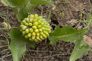 Sardinian Prints: Autumn Arum (Arum pictum) seeds and fruits, Sardinia, Italy, April