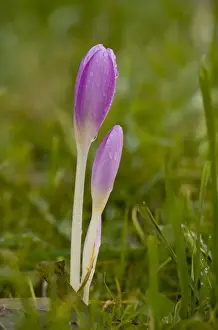 Rumania Prints: Autumn Crocus (Colchicum autumnale) with closed flowers