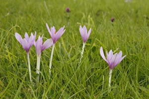 Crocuses Prints: Autumn Crocus (Colchicum autumnale) flowering