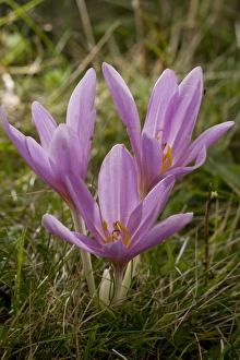 Autumn Crocus (Colchicum autumnale) flowering, in old grassland, Romania, september