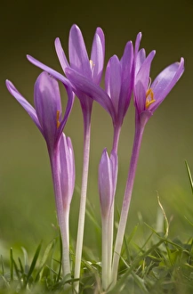 Autumn Crocus (Colchicum autumnale) flowering, growing in meadow, Dolomites, Italian Alps, Italy, October