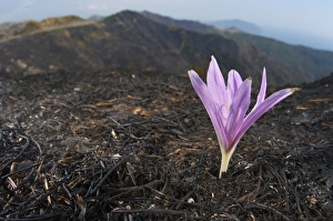 Burnt Prints: Autumn Crocus (Colchicum sp. ) flowering, emerging from ashes of burnt herbs, Italy
