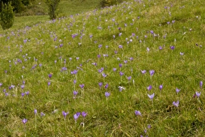 Rumania Prints: Autumn Crocus (Crocus banaticus) flowering