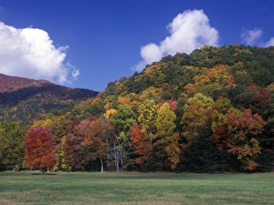 Season Prints: Autumn Fall/Autumn colour at Cades Cove, Gt. Smoky Mts. NP. Red & White Oak, Sugar Maple