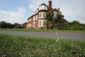 Road Prints: Autumn Lady s-tresses (Spiranthes spiralis) flowering