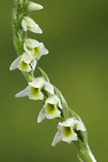 Autumn Lady's-tresses (Spiranthes spiralis) close-up of flowers, Italy