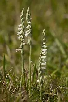 Calcareous Prints: Autumn Lady's-tresses (Spiranthes spiralis) flowering